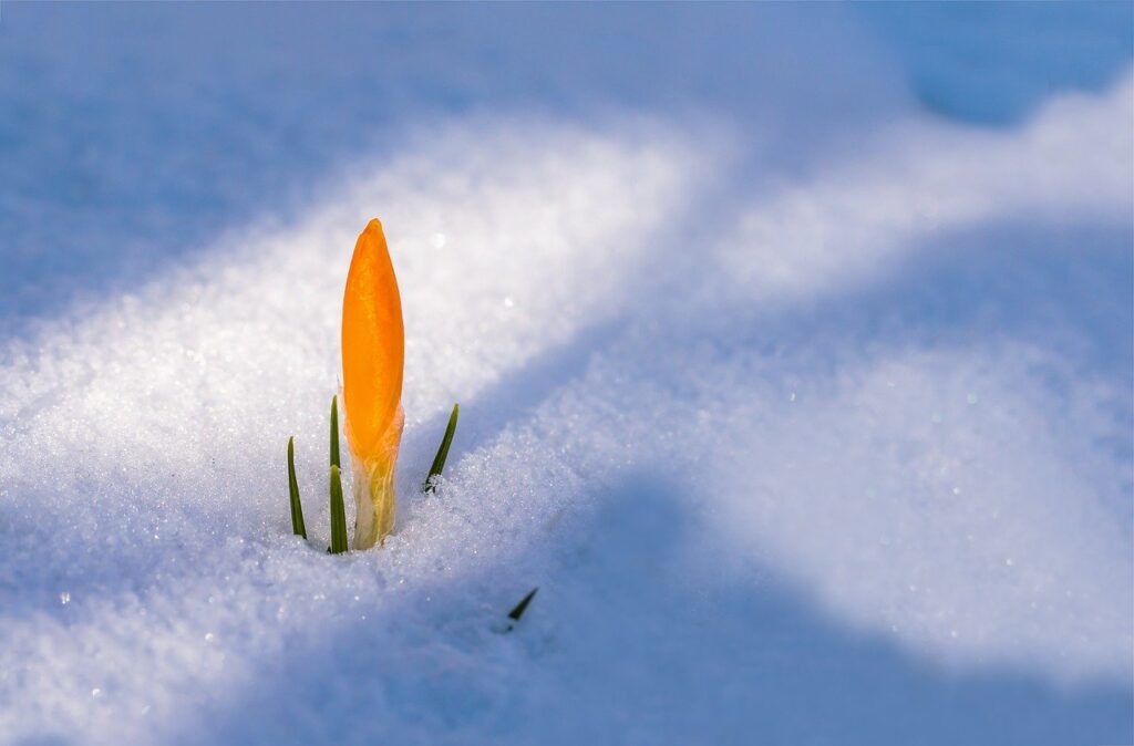 spring awakening, crocus, flower